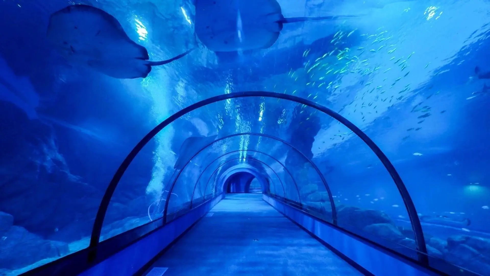 What to Know About Crеating an Acrylic Aquarium